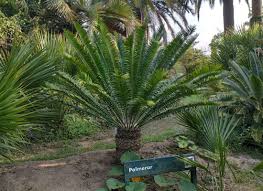 Image result for Cyathula natalensis