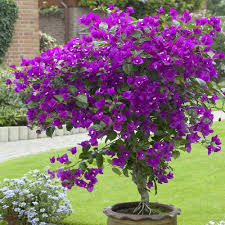 Image result for Bougainvillea