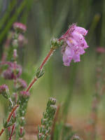 Image result for Erica mannii