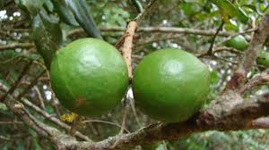 Image result for Macadamia tetraphylla