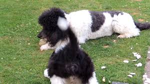 The cheapest offer starts at £700. The Parti Poodle Club Uk Home Facebook