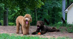 A labradoodle (/ˈlæbrəduːdəl/) is a crossbreed dog created by crossing the labrador retriever and the standard, miniature, or toy poodle. S