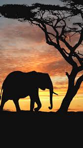 Elephant Iphone Wallpapers Top Free Elephant Iphone Backgrounds Wallpaperaccess Download hd wallpapers for free on unsplash. elephant iphone wallpapers top free