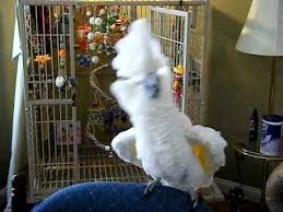 Birds Dancing To Music Coco The Crazy Singing And Dancing Umbrella Cockatoo Pet Birds Funny Birds Beautiful Birds