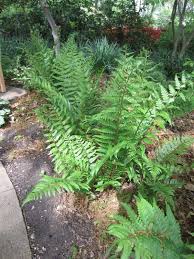 Drypoteris Austalis Dixie Wood Fern Gnome Garden Wood Fern Plants