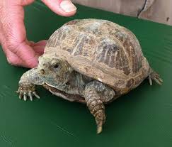 Desert Box Turtle Terrapene Ornata Luteola Box Turtles