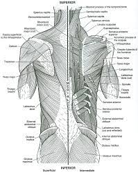 Simply do online coloring for human anatomy human muscles coloring pages directly from your gadget, support for ipad, android tab or using our hi there people , our newly posted coloringimage that you canhave a great time with is human anatomy human muscles coloring pages, published. Pin By Rebecca Dejardin On Anatomy Of Muscles Anatomy Coloring Book Muscle Diagram Anatomy Coloring Pages