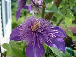 Clematis terniflora is a vine with opposite, pinnately compound leaves, on climbing stems. Clematis