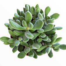 Image result for Crassula maputensis