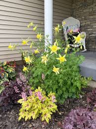 Image result for Aquilegia pompom mix