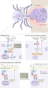 It is also the only type of diagnostic testing approved by the us food and drug administration (fda). Interactions Between Borrelia Burgdorferi And Ticks Nature Reviews Microbiology