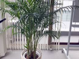 Image result for Dypsis lutescens