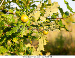 Maybe you would like to learn more about one of these? Big Round And Green Growing Fruit On An Acorn Oak Tree In Summer Essex England Uk Canstock