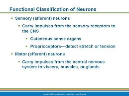 Functions Of The Nervous System Sensory Inputgathering Information