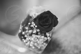 Turkish halfeti roses are incredibly rare. Red Rose Black Rose Valentine S Day Love Plants Flowers Natural Nature By Tee Villani Photo Stock Snapwire