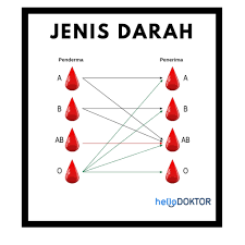 Selepas itu, sel darah merah akan mati dan akhirnya dibuang dari badan. Jenis Darah Manusia Anda Tergolong Dalam Kategori Yang Mana