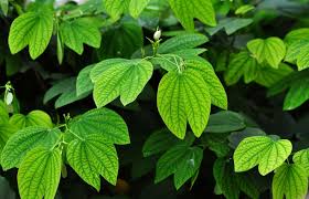 Image result for Uvaria acuminata