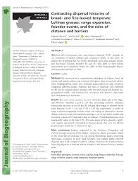 Image result for Pseudobromus engleri