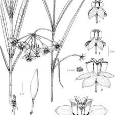 Image result for Asclepias grandirandii