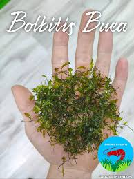 Image result for Didymoglossum erosum