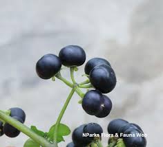 Image result for Solanum scabrum