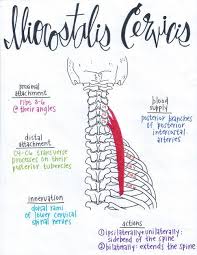 Iliocostalis Cervices Duhhh Anatomie Des Muscles Anatomie Musculaire Humaine Massotherapie