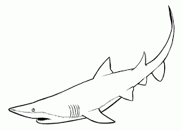 There are tons of great resources for free printable color pages online. Shark Coloring Pages For All Ages