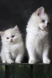 Adorable Black And White Kittens For Sale Adorable And Beautiful Two White Kittens Can You Able Resist Their Beauties Kittens Kittenscutest Catlovers Ca In 2020 Kittens Cutest Cute Animals Beautiful Cats