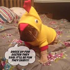 All designs include envelopes, your personal message, and choice of greeting. Happy Easter Love Hugo Xxx Hugo The French Bull Dog Facebook