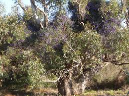 Image result for Hardenbergia comptoniana