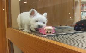 Needed a contraption that would help keep the door from opening no more than our dog's chest is wide, yet wide enough for the cats. Pet Shops Near Me That Sell Dogs Pet S Gallery