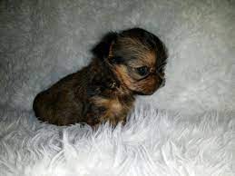 Meet these extra adorable shorkie puppies! Cute Shorkie Puppies For Sale In Crystal Michigan Classified Americanlisted Com