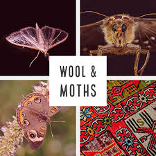 If you see tiny holes in these items, then there is. Natural Moth Proofing Naturlich Flooring
