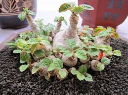 Image result for Dorstenia dinklagei