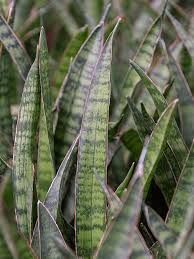Image result for Hermannia kirkii