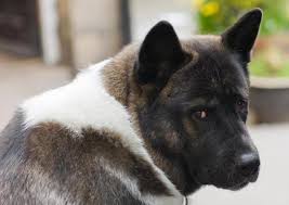 How Much Food Should An American Akita Eat