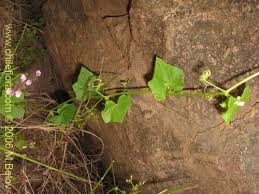 Image result for Cucumis bryoniifolius