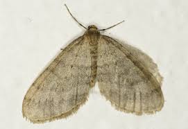 Image result for Operophtera fagata