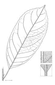 Image result for Rinorea laurentii