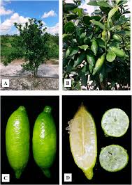 Maybe you would like to learn more about one of these? Tree And Fruit Traits Of Minnie Finger Lime A Three Year Old Tree Download Scientific Diagram