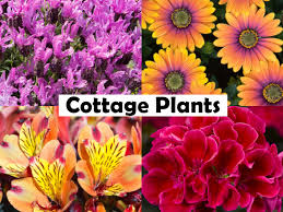 Image result for Brillantaisia cicatricosa