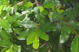 Image result for Ochna