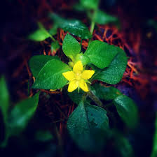 Image result for Lysimachia angustiloba