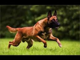 If you have a belgian shepherd we would like to. Belgian Shepherd Dog Malinois Youtube