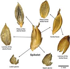 Image result for Setaria sphacelata