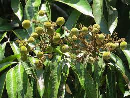 Image result for Lepisanthes