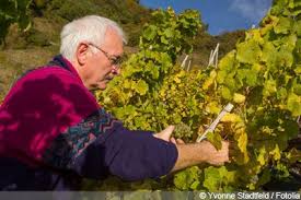 Weinreben Schneiden Anleitung Zum Rebschnitt Gartendialog De Wein Schneiden Weinrebe Reben
