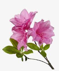 Free Flower Png Azalea Flower Transparent Background Free Transparent Png Download Pngkey