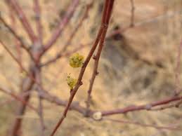 Image result for Euphorbia guerichiana