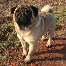 Gefallt 275 Mal 2 Kommentare Chopin The Pug Mrchopin The Pug Auf Instagram I Wish You A Wonderful Happy Weekend Pug Love Fluffy Puppies Pug Puppies